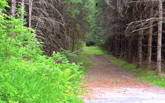 Sentier Domaine McCormick accessible à pied du chalet en bois rond en location Le Canotier